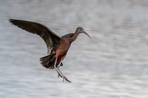 Ibis falcinelle