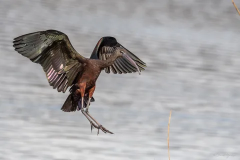 Ibis falcinelle