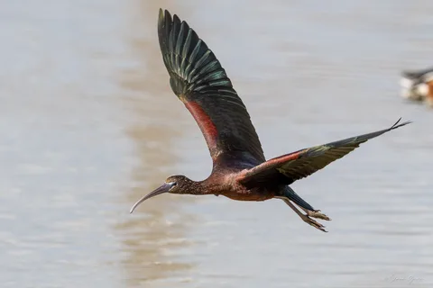 Ibis falcinelle