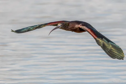 Ibis falcinelle
