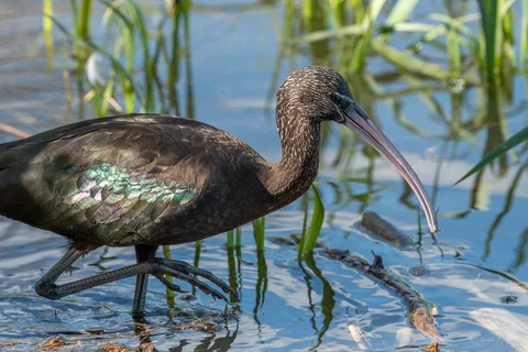 Ibis falcinelle