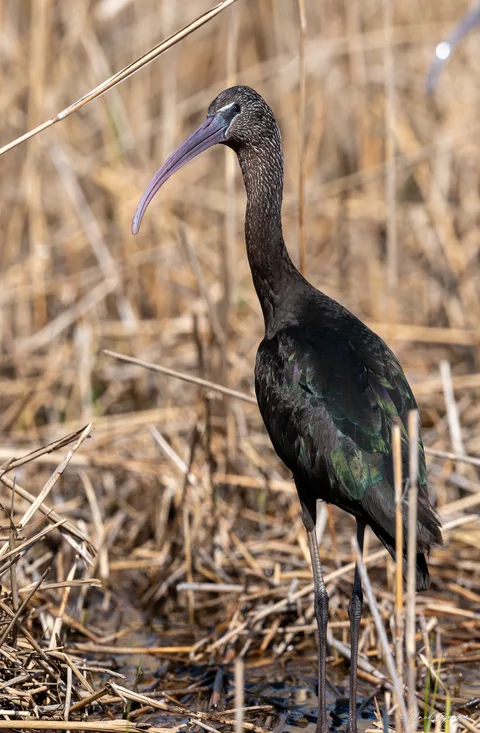 Ibis falcinelle