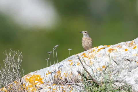Monticole de roche