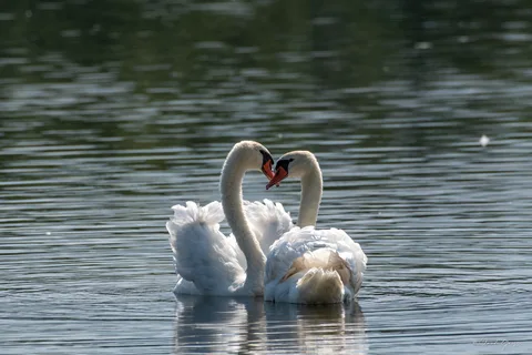 Cygne tuberculé