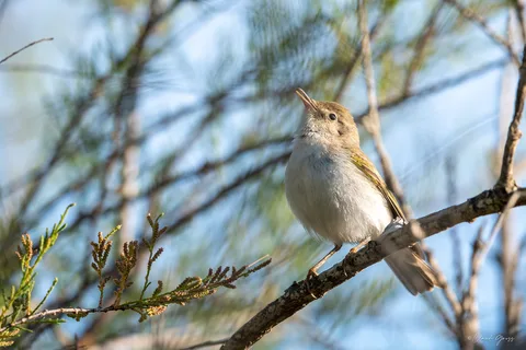 Pouillot de Bonelli