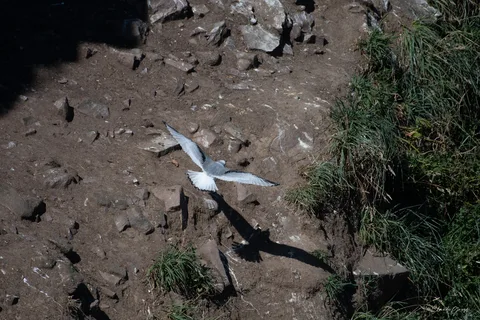 Mouette tridactyle