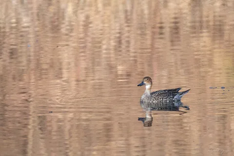Canard pilet ♀