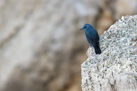 Monticole bleu