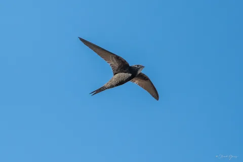 Martinet noir