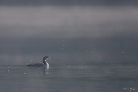 Plongeon imbrin