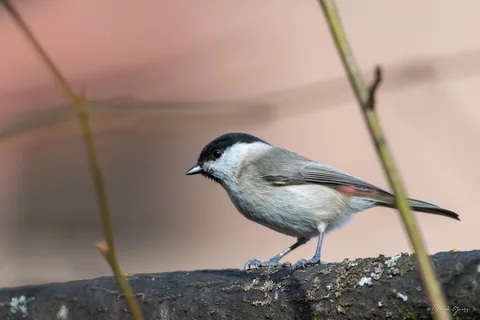 Mésange nonnette
