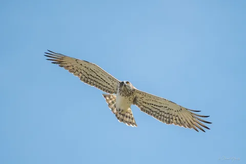 Circaète Jean-le-Blanc