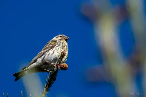 Serin cini