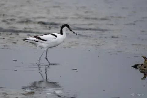 Avocette élégante