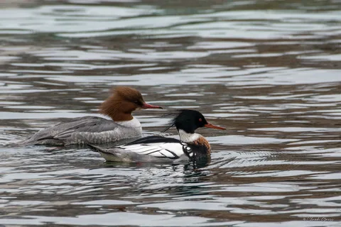 Harle huppé ♂  (et harle bièvre ♀)