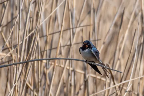 Hirondelle rustique