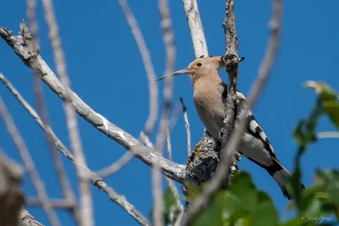 Huppe fasciée