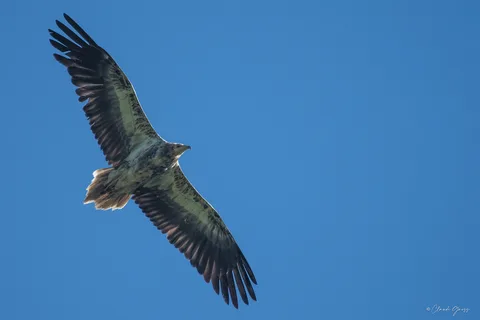 Vautour percnoptère