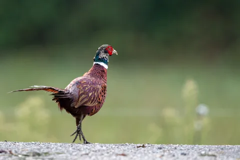 Faisan de Colchide