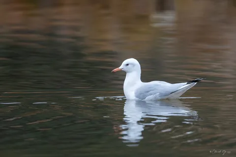 Goéland railleur