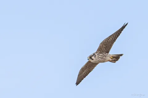 Faucon pèlerin