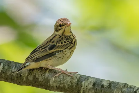 Pipit des arbres juvénile