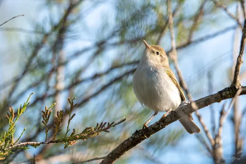 Pouillot de Bonelli