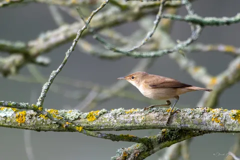 Fauvette des jardins