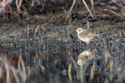 Pipit spioncelle
