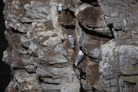 Mouette tridactyle