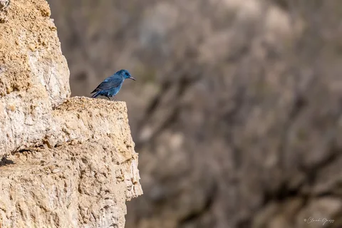Monticole bleu