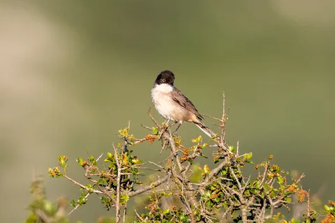 Fauvette orphée