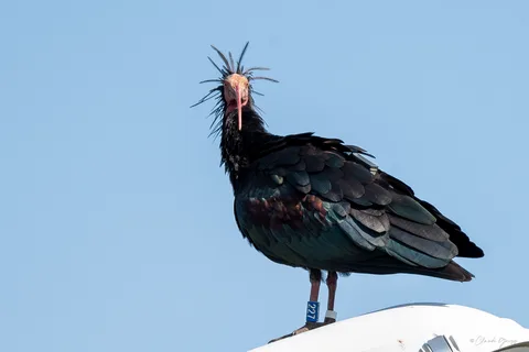 Ibis chauve