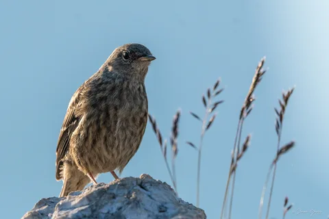Accenteur alpin
