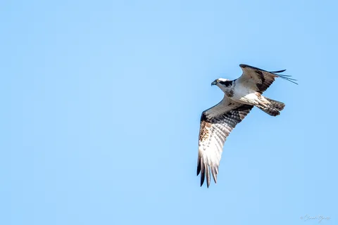 Balbuzard pêcheur