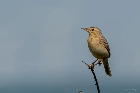 Pipit rousseline