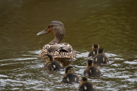 Canard colvert