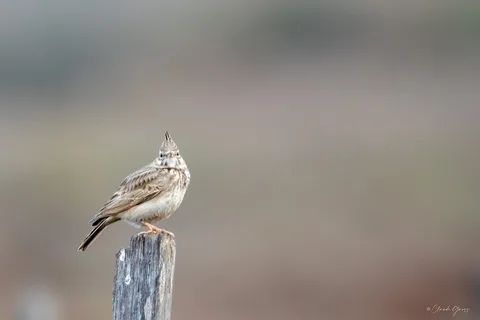 Cochevis huppé