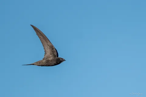 Martinet noir