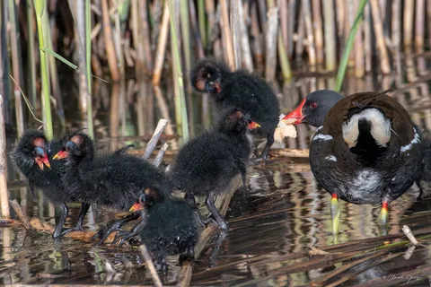 Galinule poule d'eau