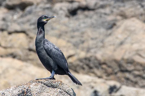 Cormoran huppé