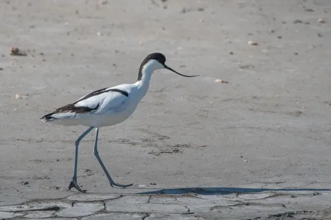 Avocette élégante
