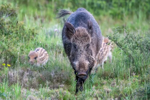 Sanglier