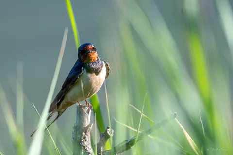 Hirondelle rustique