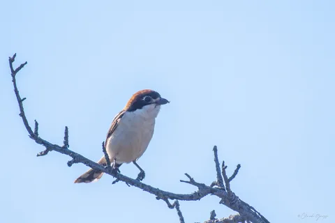 Pie-grièche à tête rousse