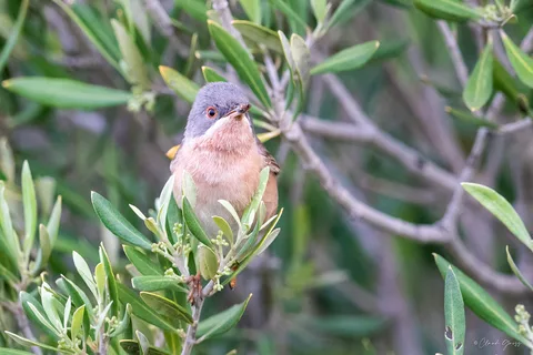 Fauvette passerinette