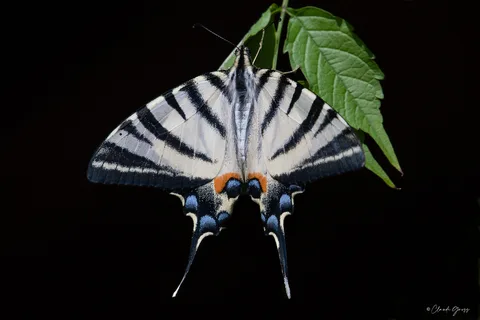 Machaon