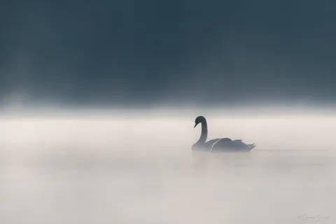 Cygne tuberculé