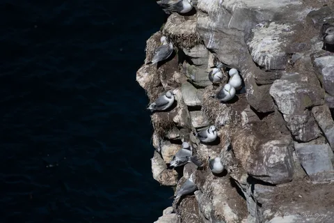 Mouette tridactyle