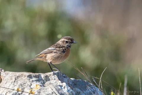 Tarier des prés